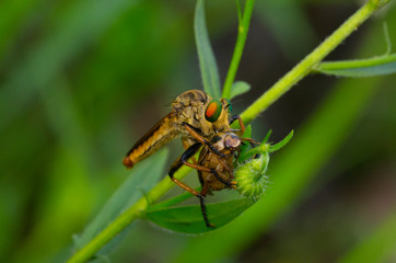 bee killer is eating beetle