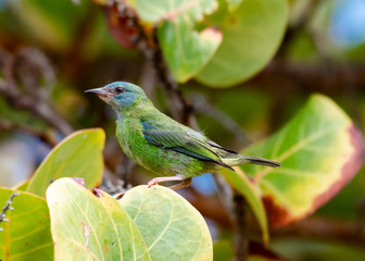 A female Blue Dacnis perches in a tree among some branches in the rain forest of Trinidad and Tobago.