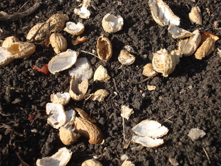 Peanut husks on the ground.