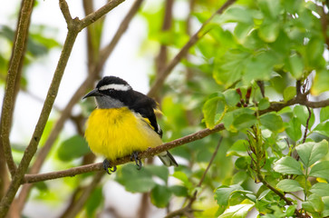 A Bananaquit perches in a Honeysuckle bush in a tropical garden