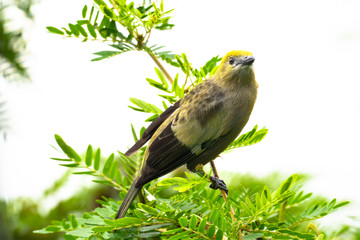 A Palm Tanager perches in a Calliandra Tree (Powderpuff tree) in a garden.