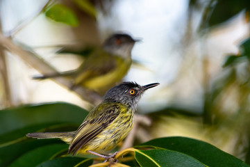 A pair of Spotted Todies perching on a branch in the mangroves of Trinidad W.I
