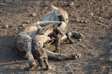 Tüpfelhyäne / Spotted Hyaena / Crocuta crocuta.
