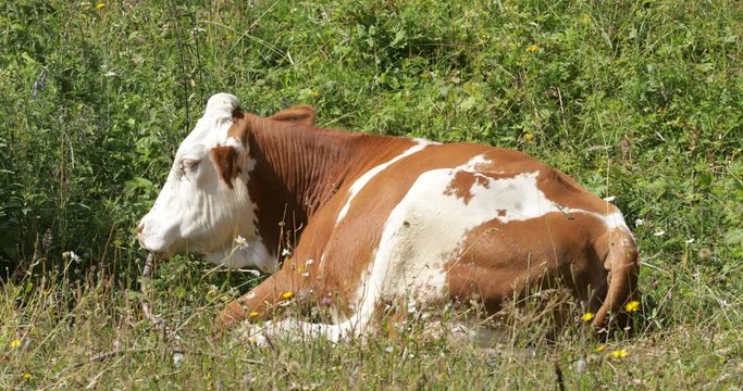 Mucca che pasce sull'erba nella campagna