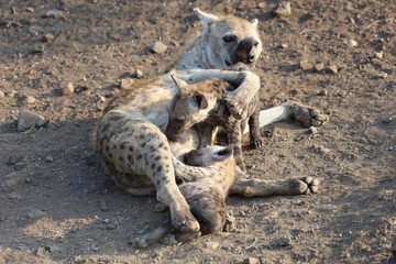 Tüpfelhyäne / Spotted Hyaena / Crocuta crocuta.