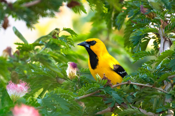 A Yellow Oriole, Icterus nigrogularis, bird perched in a Calliandra tree (Powderpuff ) with pink flowers.