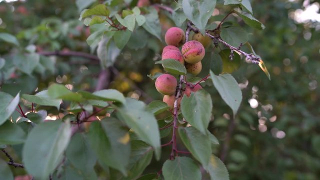 Close up of ripe apricots on a branch on apricot tree in a fruit garden, orchard