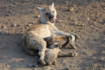 Tüpfelhyäne / Spotted Hyaena / Crocuta crocuta.