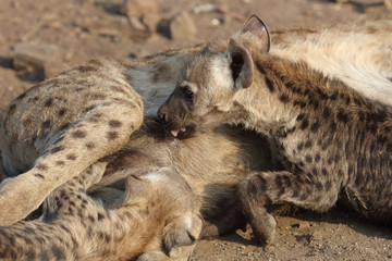 Tüpfelhyäne / Spotted Hyaena / Crocuta crocuta.