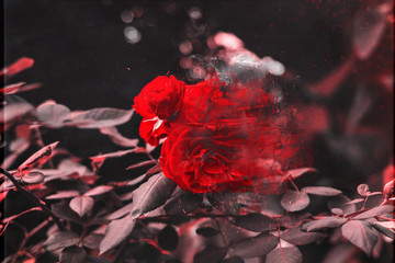 desintegrado flor rosa rojo naturaleza