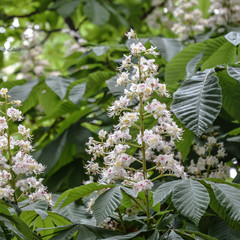 Flowering horsechestnut
