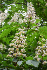 Flowering horsechestnut
