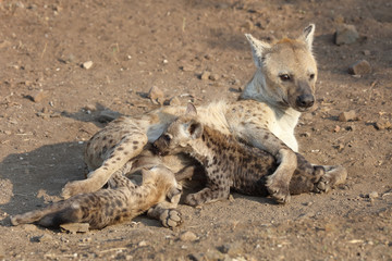 Tüpfelhyäne / Spotted Hyaena / Crocuta crocuta.