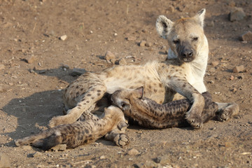 Tüpfelhyäne / Spotted Hyaena / Crocuta crocuta.