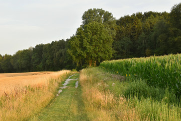 Fototapeta premium Landscape. The road goes into the forest past the fields of wheat and corn.
