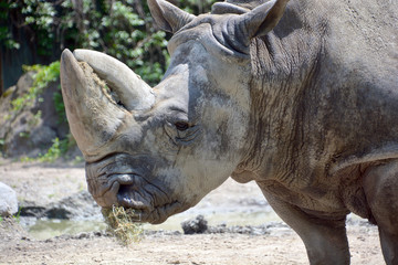 The white rhinoceros or square-lipped rhinoceros is the largest extant species of rhinoceros.  It has a wide mouth used for grazing and is the most social of all rhino species © Daniel Meunier