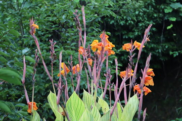 カンナ ベンガルタイガー