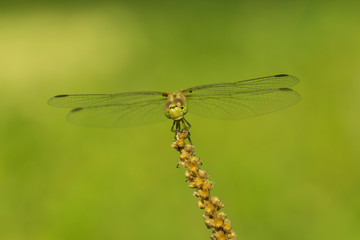 Dragonfly in the nature.  Beautiful vintage nature scene with dragonfly outdoor