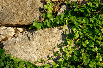 wall of irregular hewn stones overgrown with ivy in warm morning light