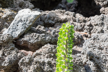 Botanical Garden of Catania Sicily