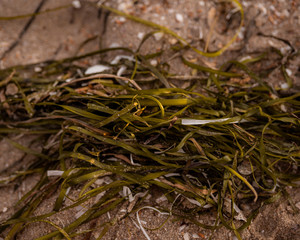 seaweed
