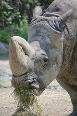 The white rhinoceros or square-lipped rhinoceros is the largest extant species of rhinoceros.  It has a wide mouth used for grazing and is the most social of all rhino species © Daniel Meunier