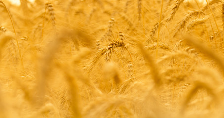  Background of ripening ears of meadow wheat field. Rich harvest Concept.