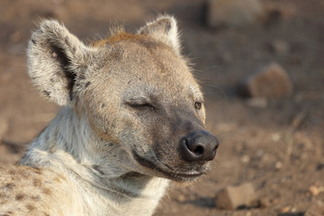 T&uuml;pfelhy&auml;ne / Spotted hyaena / Crocuta crocuta