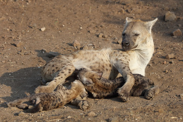 Tüpfelhyäne / Spotted Hyaena / Crocuta crocuta.