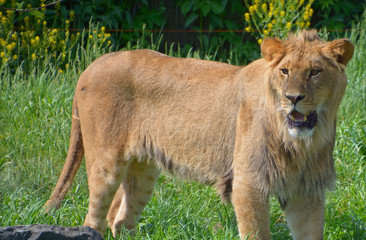 The lion is one of the four big cats in the genus Panthera, and a member of the family Felidae....