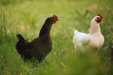 Chicken hen in field summer