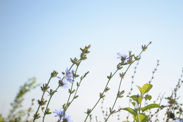 wild flowers on blue sky background