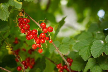 Ripe red currant hangs from a branch surrounded by green leaves. Ready for harvest. 