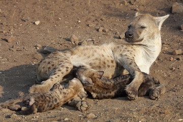 Tüpfelhyäne / Spotted Hyaena / Crocuta crocuta.