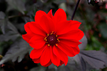 Zinnia color-isolated, red, closeup