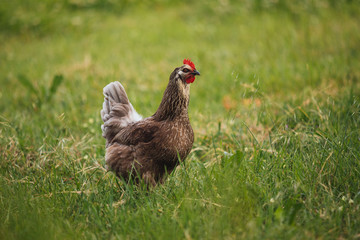 Chicken hen in field summer