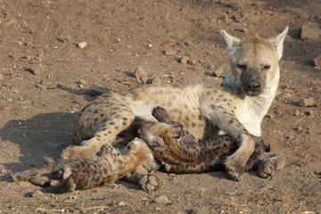 Tüpfelhyäne / Spotted Hyaena / Crocuta crocuta.