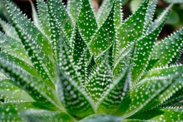 close up fresh green Aloe aristata. Many white spots. Succulent plant. Defocused background