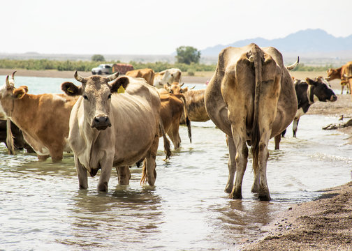 .A herd of cows came to drink. Drought on pasture. A bull protects cows at a watering place. Animals drink water from the lake.