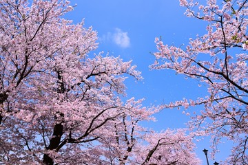 桜と青空