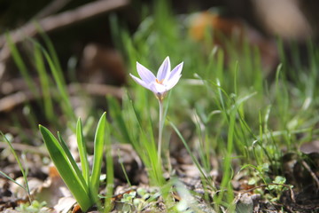 crocus