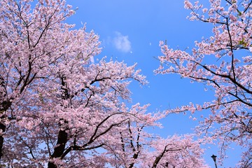 桜と青空