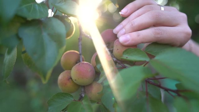 Close up of ripe apricots on a branch on apricot tree in a fruit garden, orchard