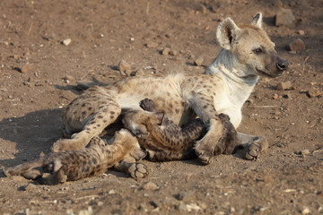 Tüpfelhyäne / Spotted Hyaena / Crocuta crocuta.