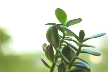 Obraz na płótnie Canvas Crassula ovata, jade plant or money tree in a pot on a blur bokeh background on a windowsill.
