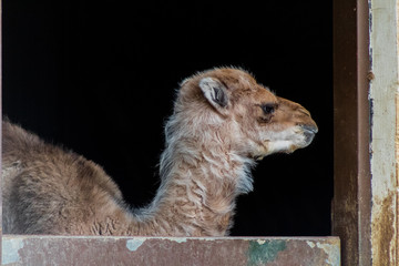 a small dromedary waiting in its enclosure for release