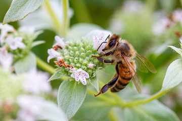Closeup of a bee drinking from a flower