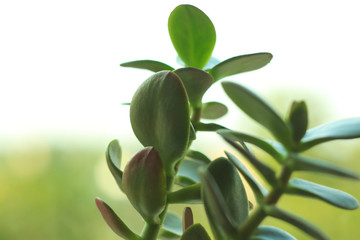 Obraz na płótnie Canvas Crassula ovata, jade plant or money tree in a pot on a blur bokeh background on a windowsill.