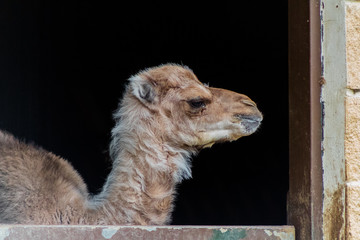 a small dromedary waiting in its enclosure for release