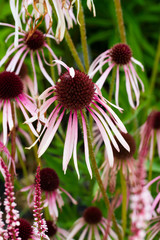 Vertical background of echinacea flowers